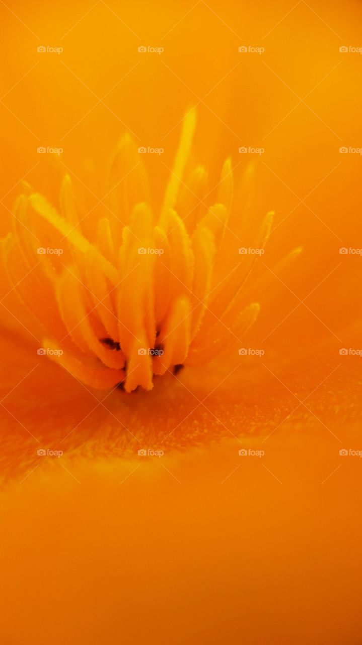 Oranger Poppy