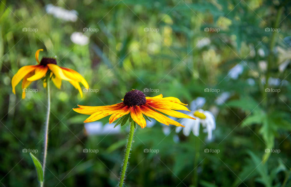 Daisies 