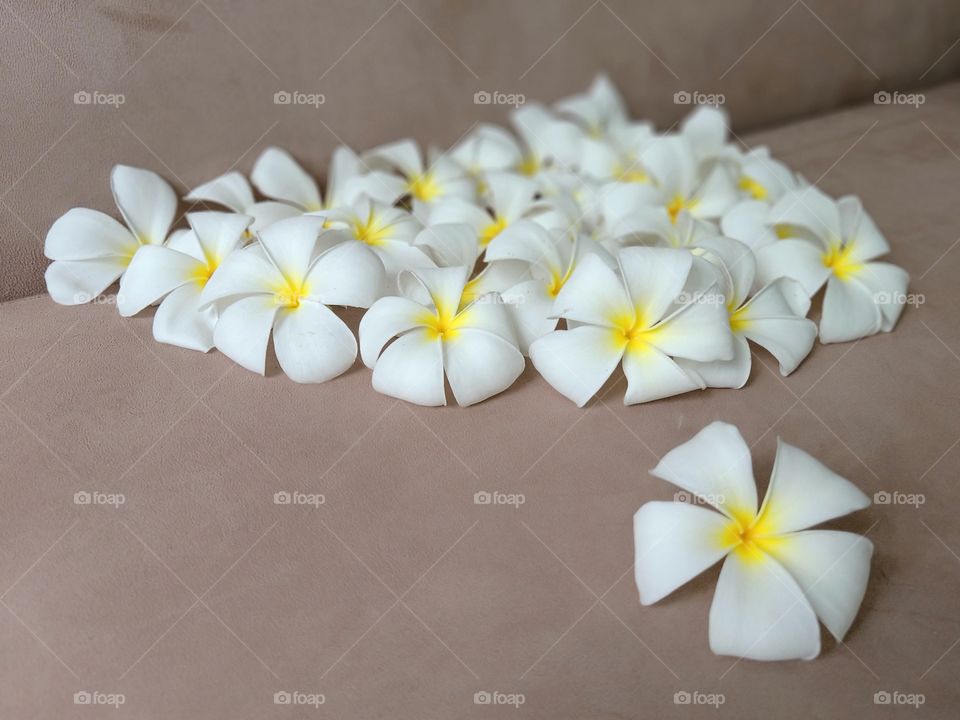 Beautiful Plumeria