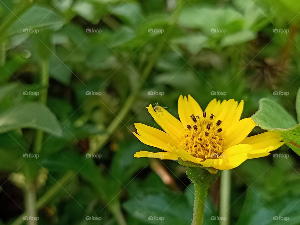 A blooming little yellow flower