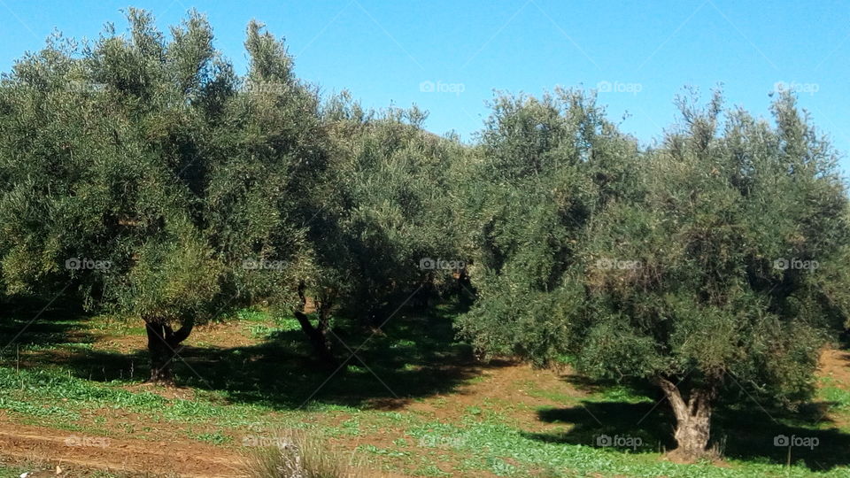 Tree, Nature, Landscape, Agriculture, Olive Tree