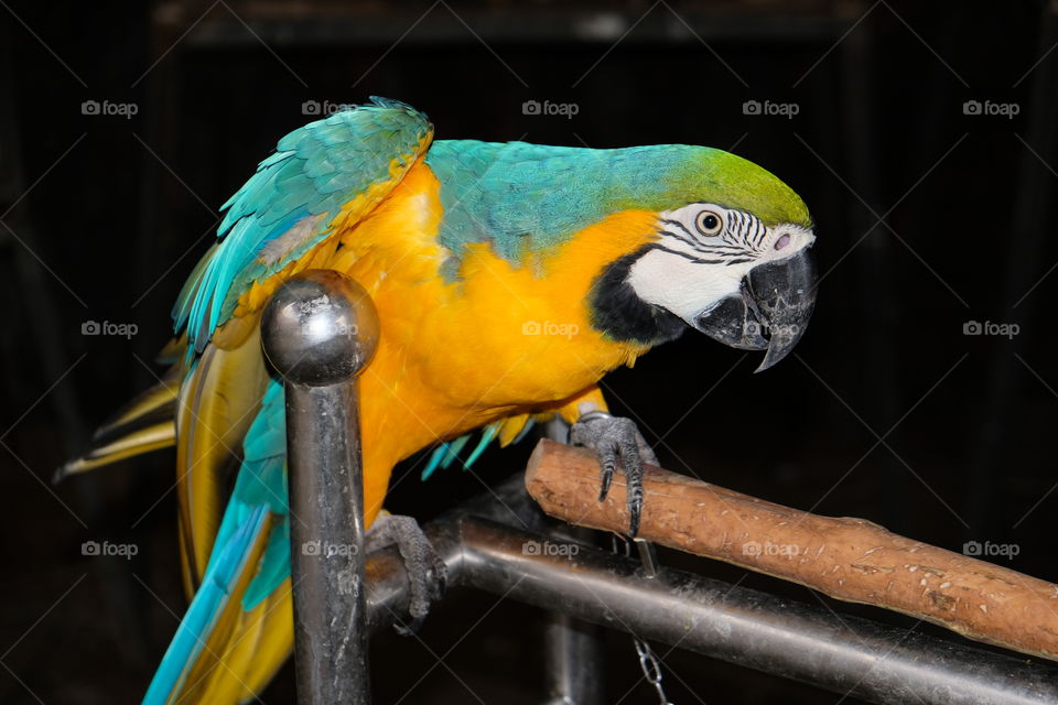 Blue and Gold Macaw