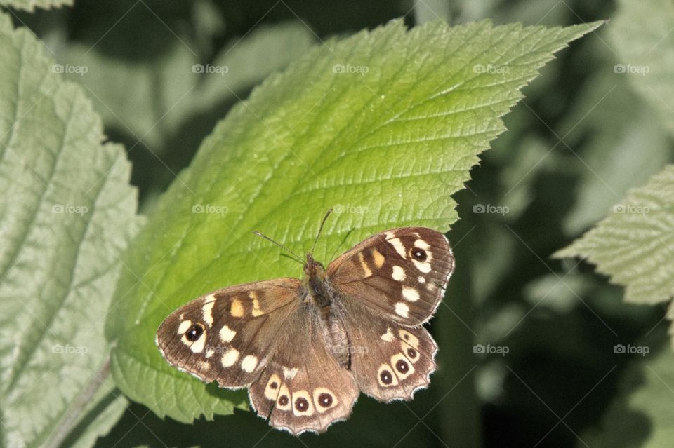 ein brauner Schmetterling auf einem Blatt