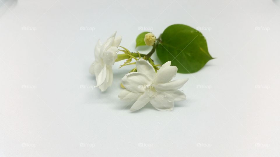 Jasmine flower