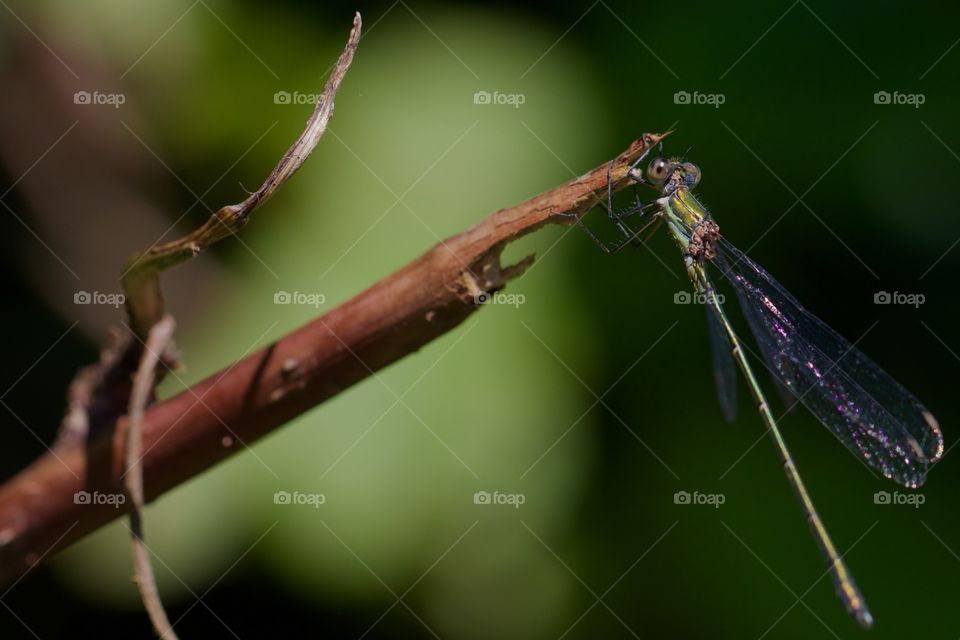 Green Dragonfly