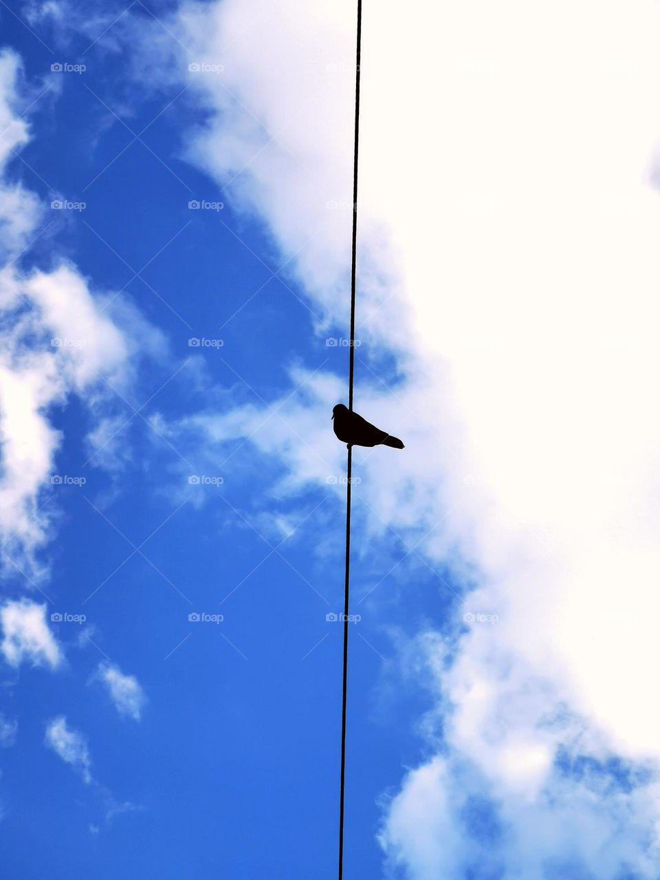 Bird sitting on electricity line cable