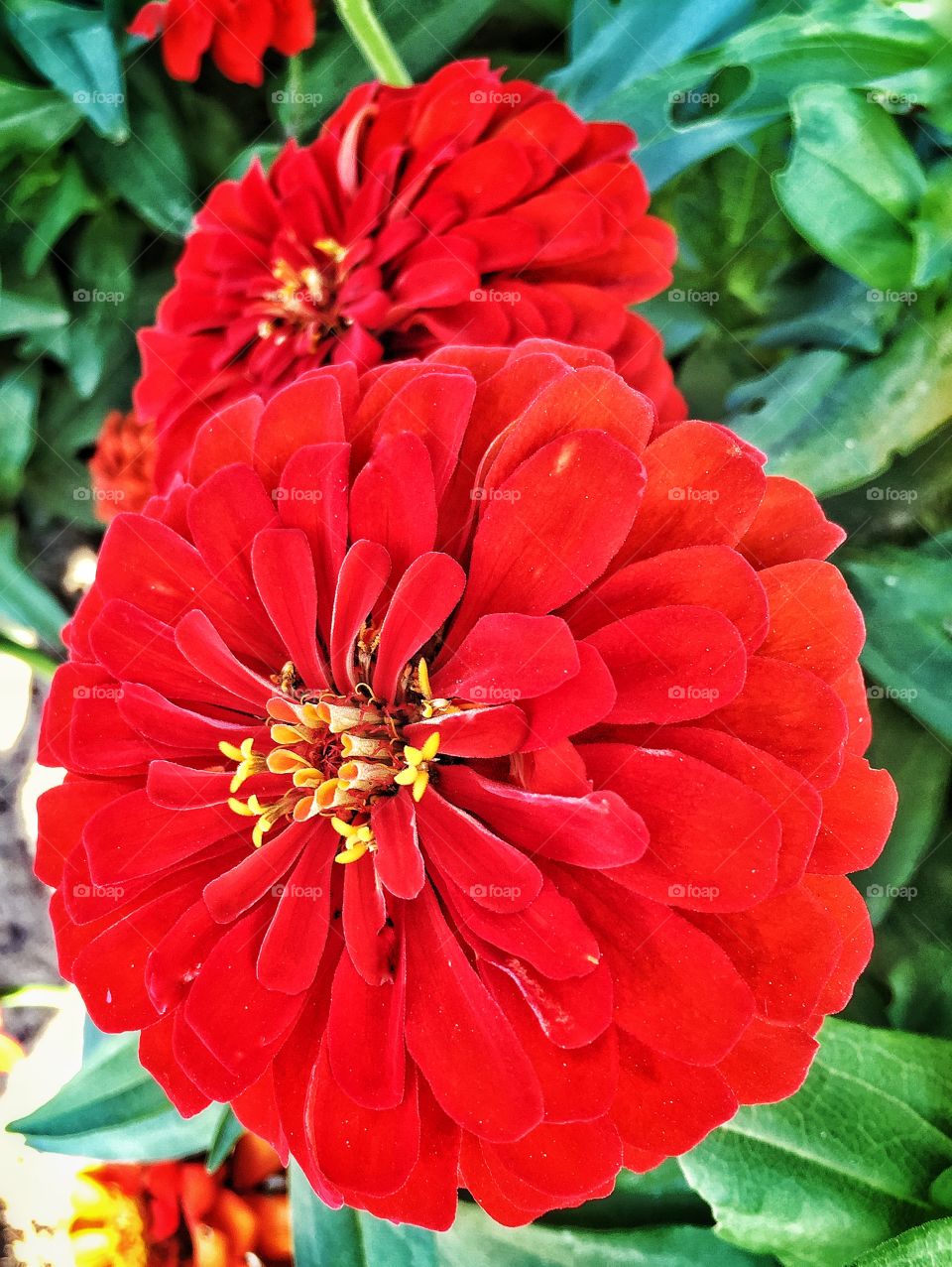 Red blooming dahlia 