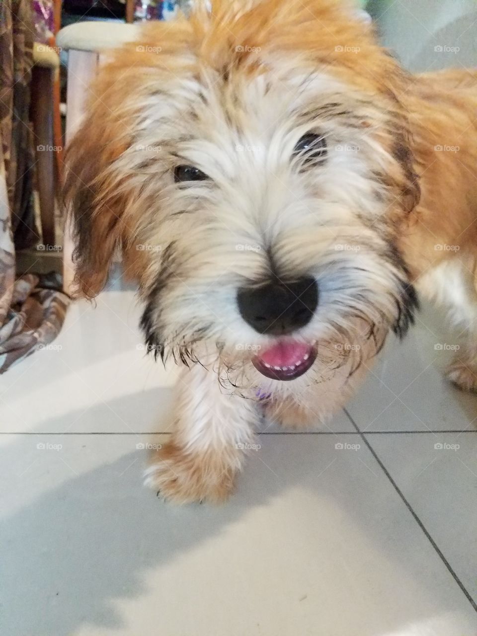 MONDAY SMILES FROM SHELBY THE PUP😄