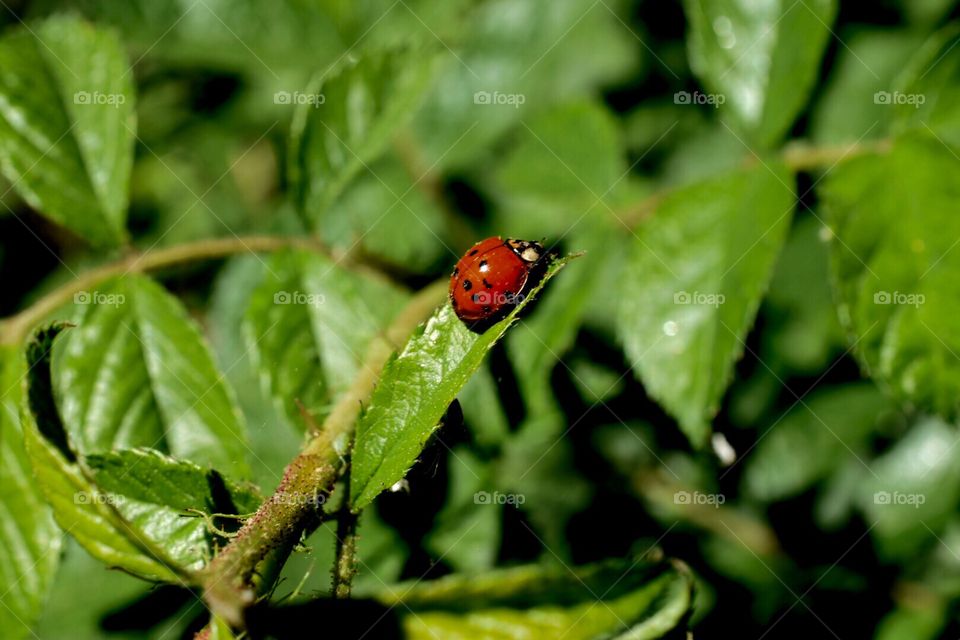 Green,ladybug , insects