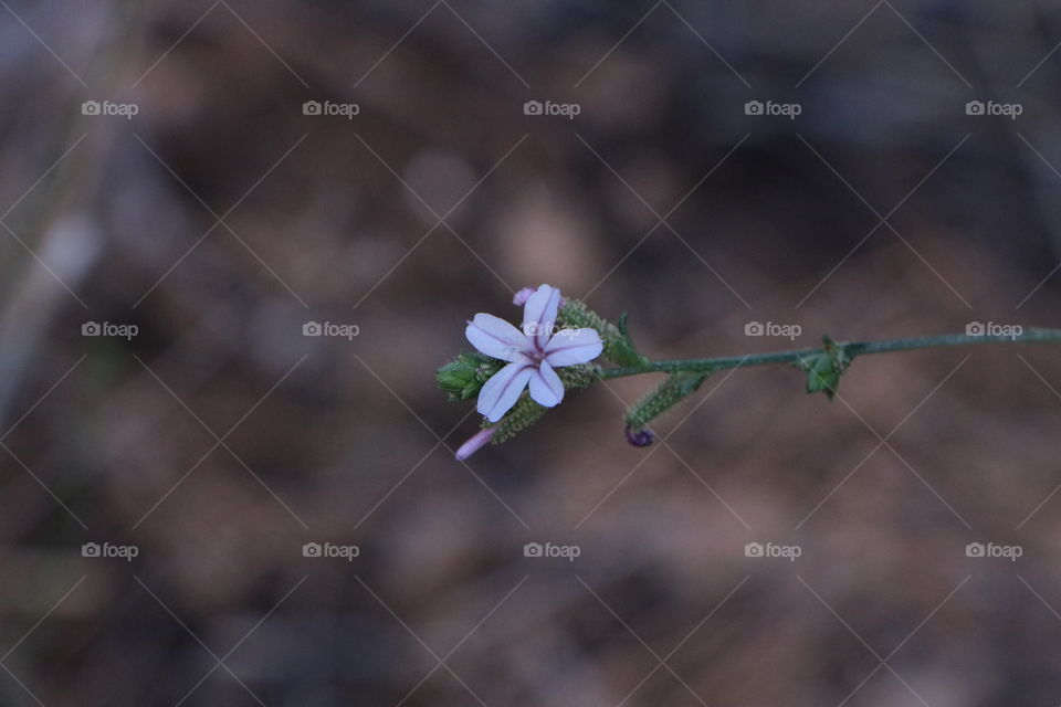 Beautiful flower at the forest of my town.