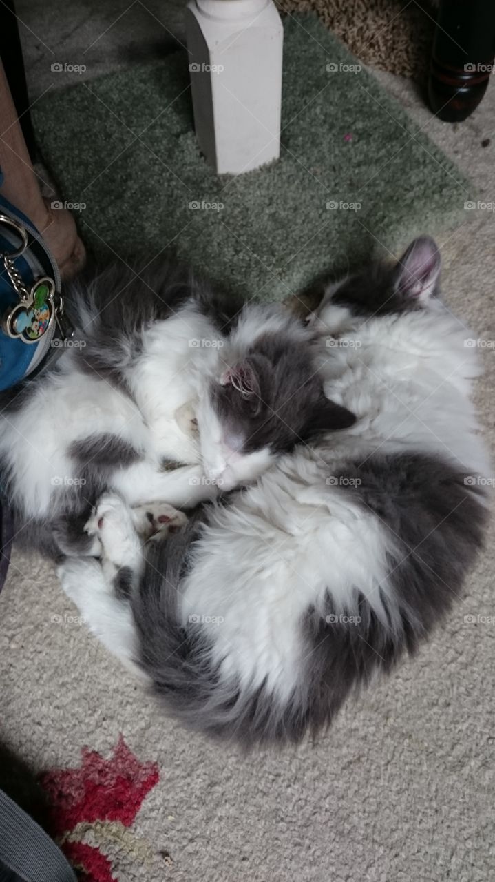 Snuggled my kittens