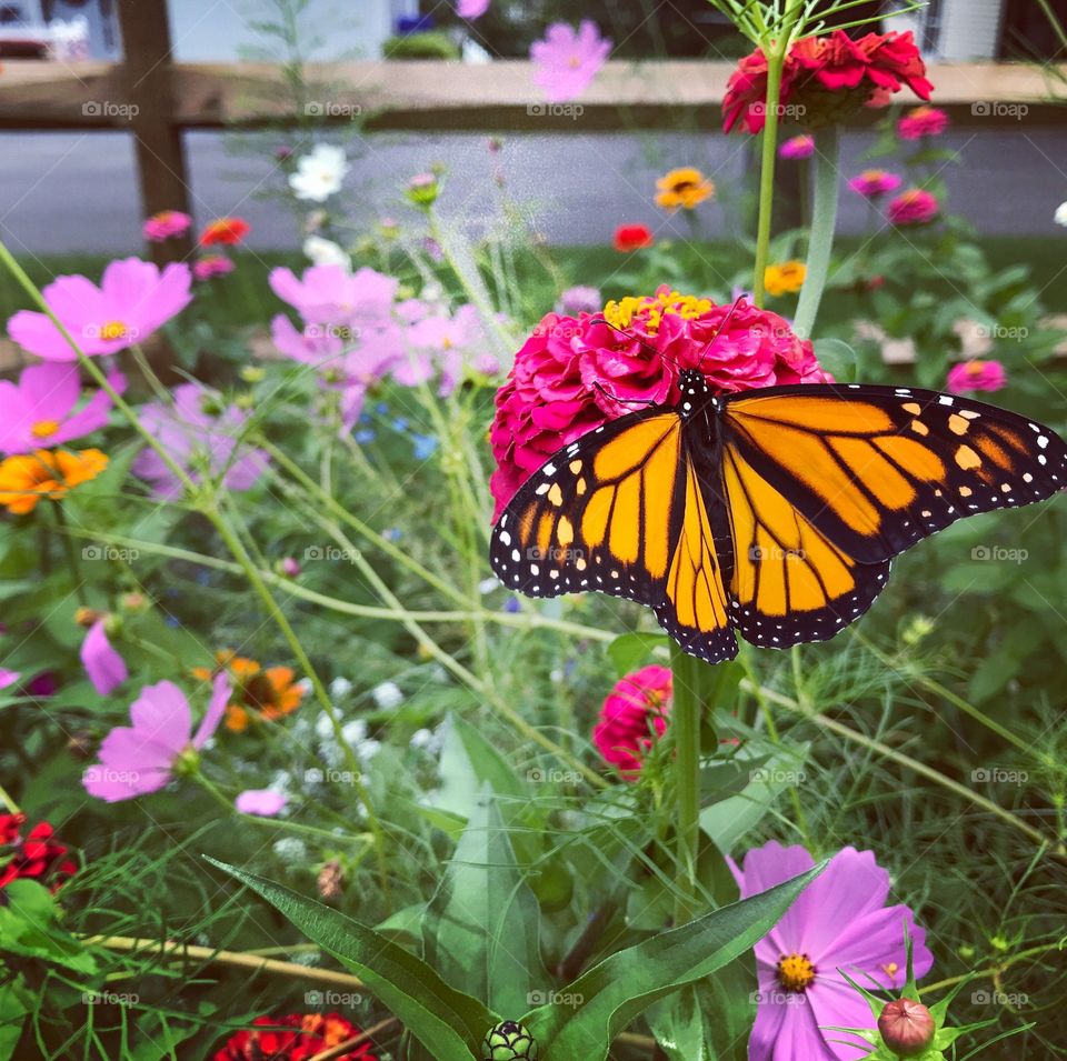 Monarch eating nectar 