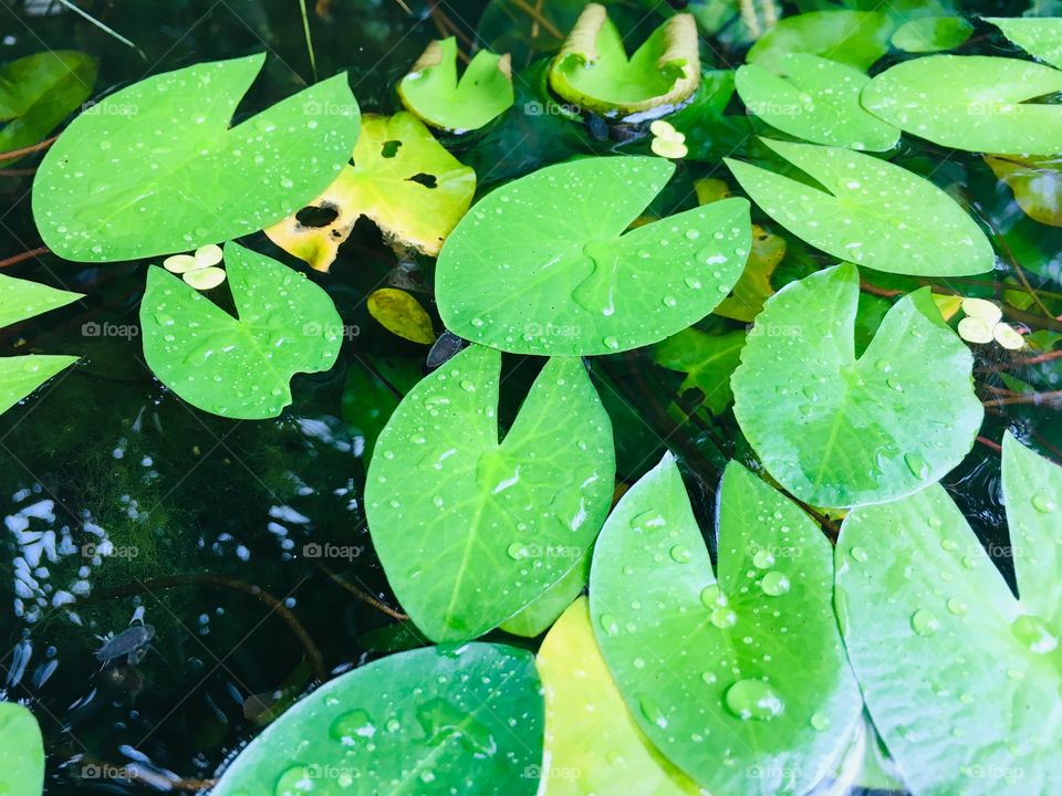 Beautiful lotus leaf water