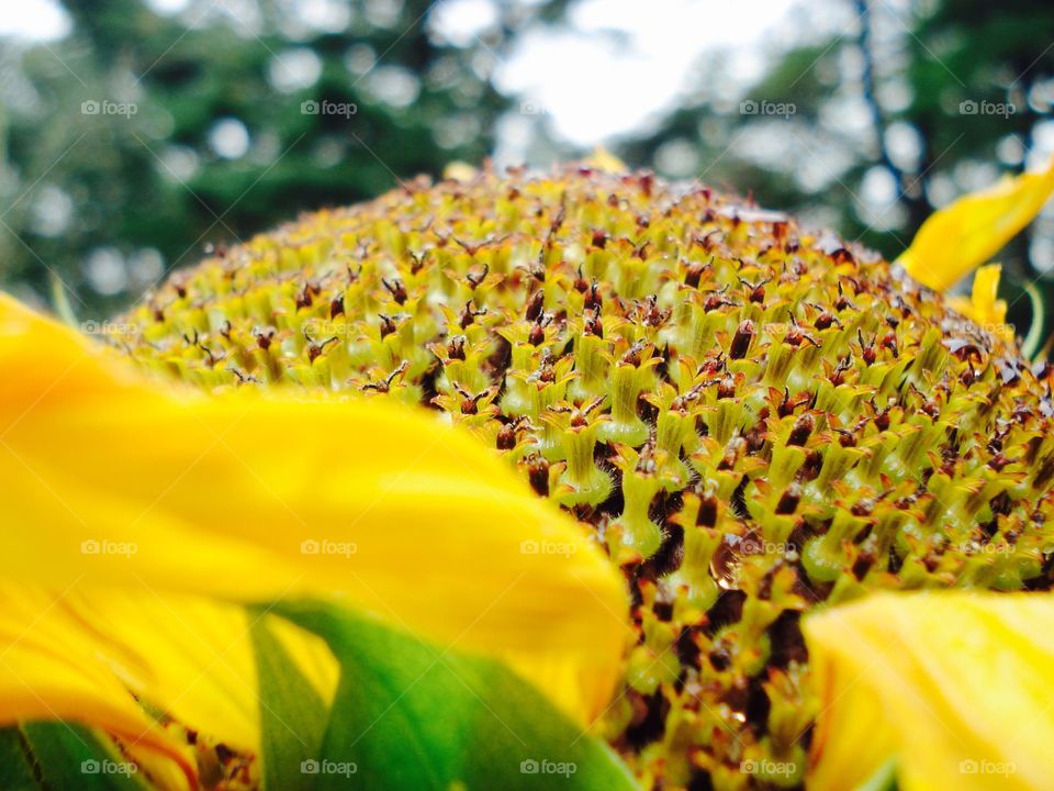 Sunflower head going to seed.