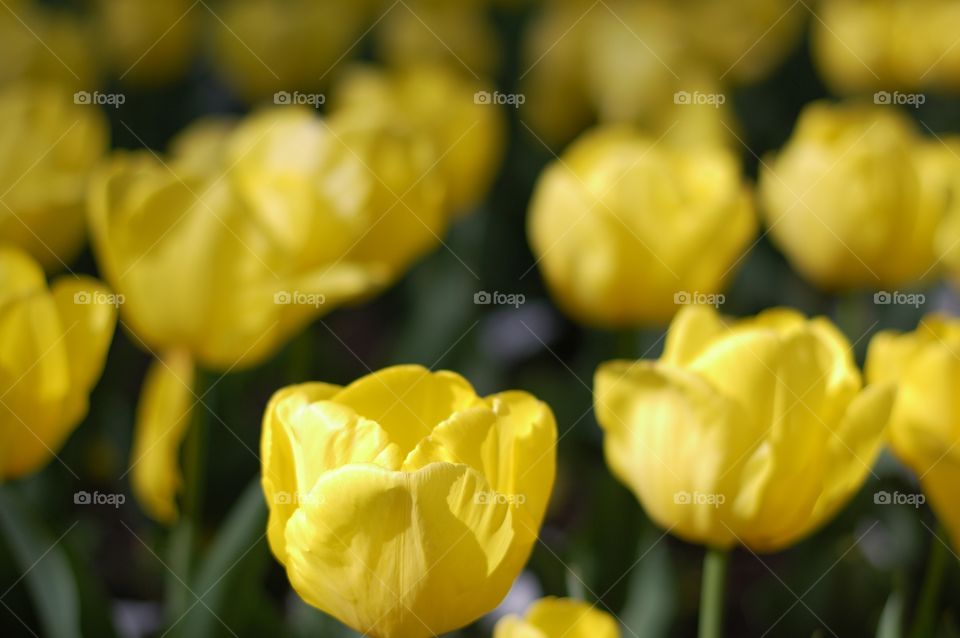 Field of yellow tulips