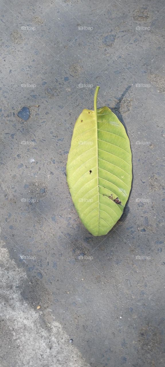 The leaf seems like a ship.
