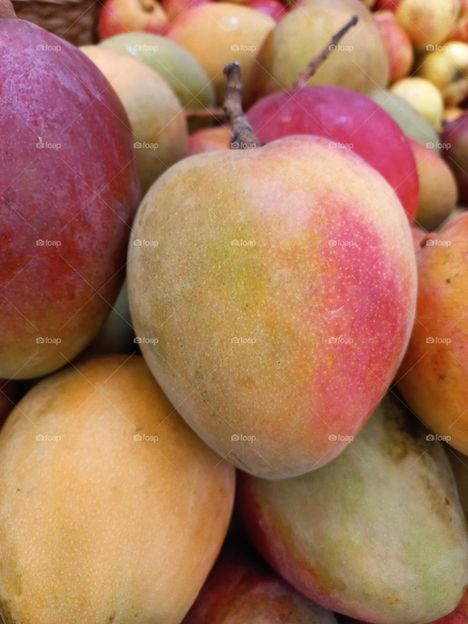 Manga Tommy. É a manga mais cultivada no Brasil, com casca espessa e formato oval, tem colorações, que vão do amarelo ao laranja, coberta com vermelho e purpura intenso. A polpa é firme, suculenta e possui teor médio de fibras