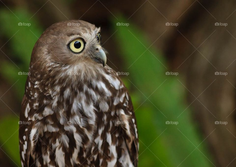 Barking owl profile