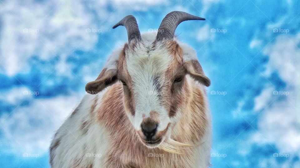 A Portrait of a Goat