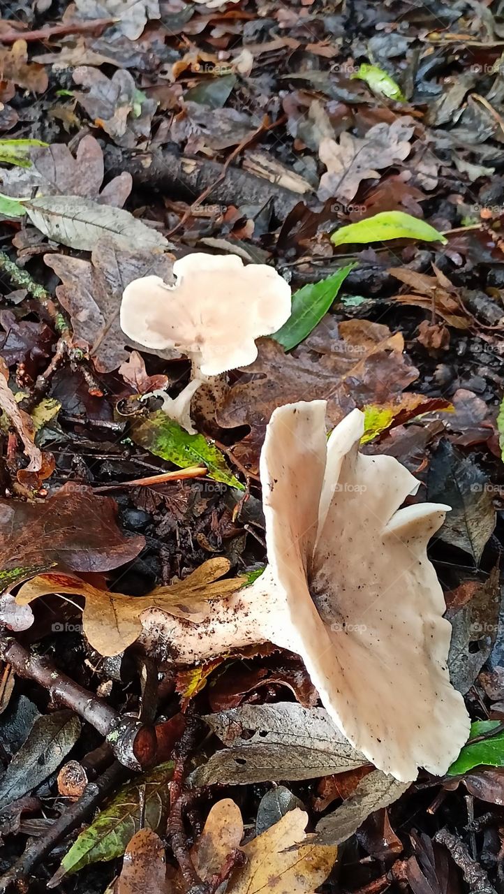 Close up of fungi on the forest floor in an Autumnal day