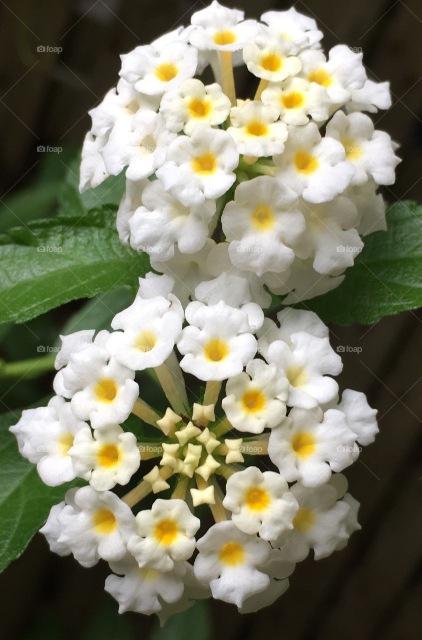 Largeleaf Lantana