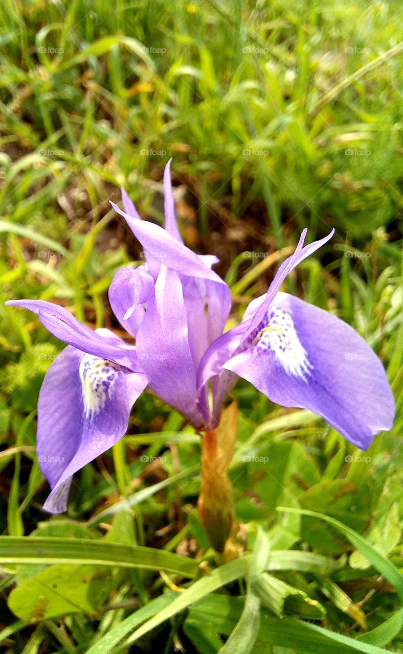 Moraea sisyrinchium