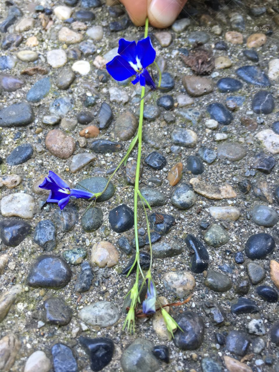 Blue flowers on walkway.