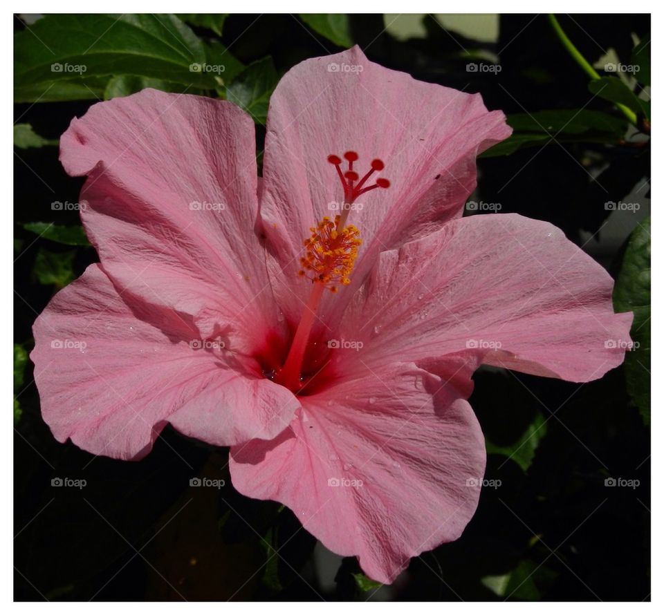 Hibiscus 