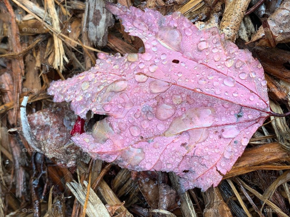 Pink maple leaf with raindrops 