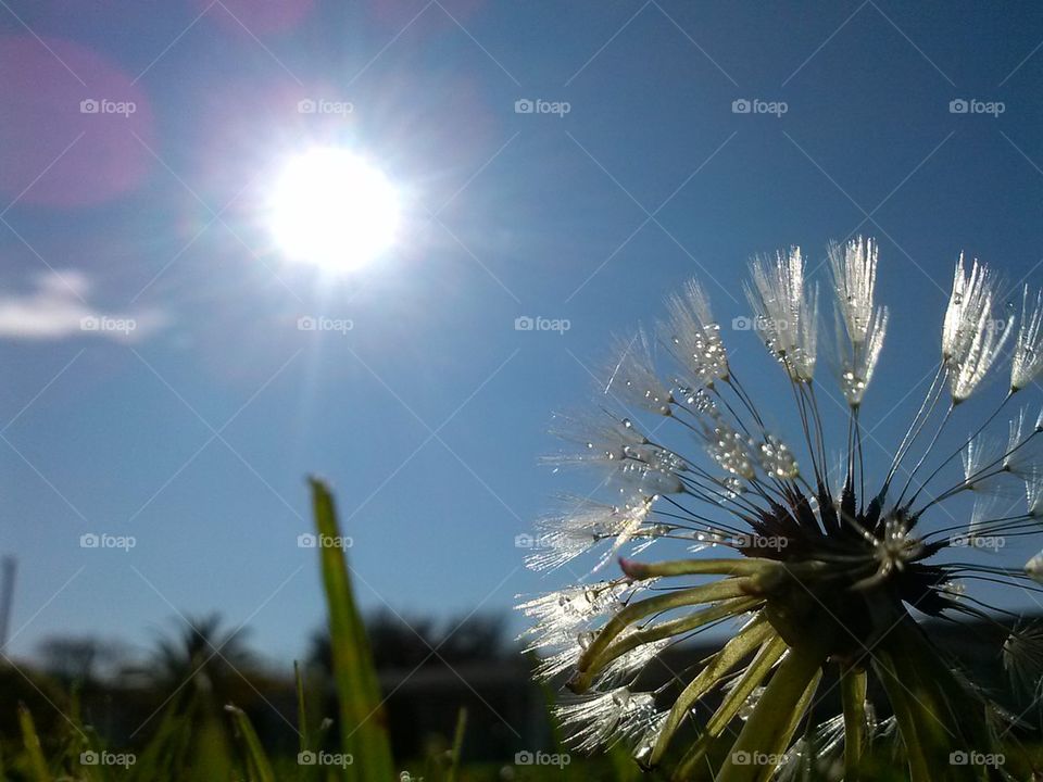 dew drop dandelion 2