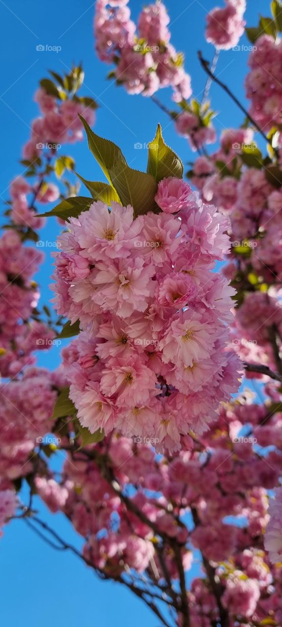 Pink flowers seen from groundy