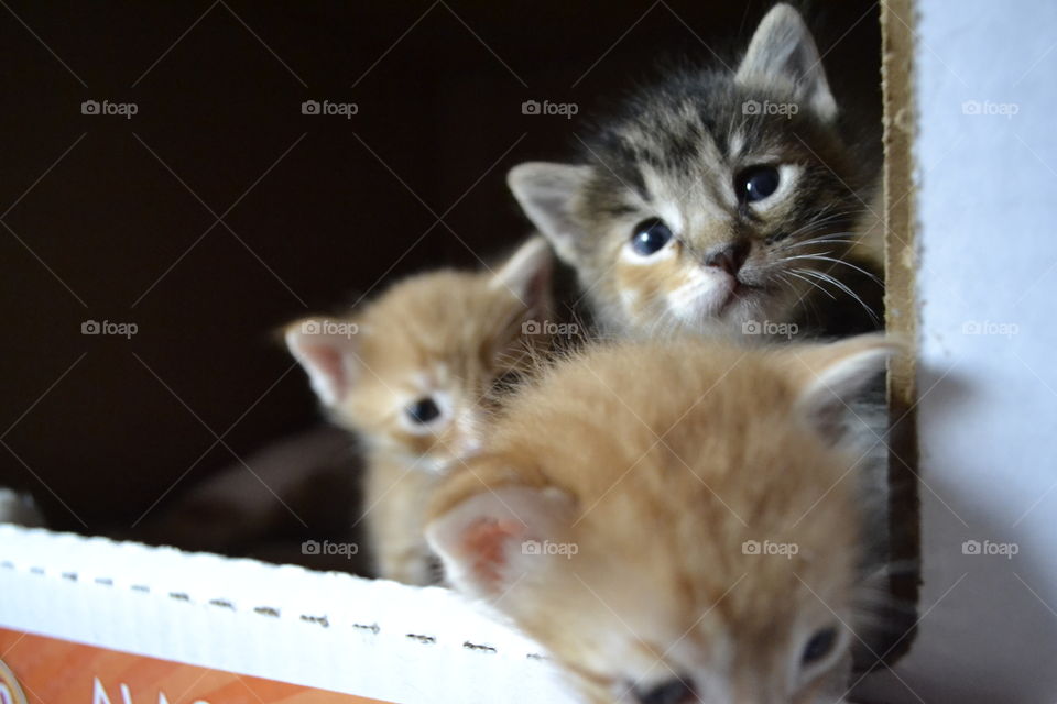Kittens. Little balls of fur and energy