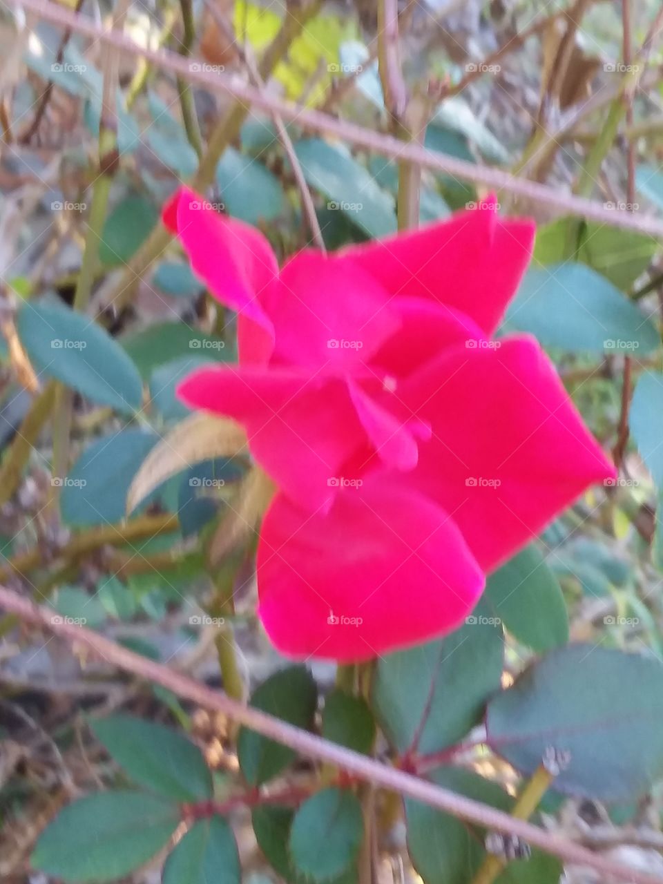 late blooming rose