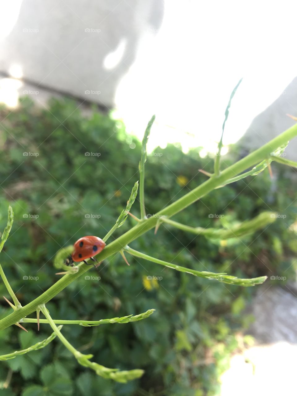 Ladybug is minimalist
