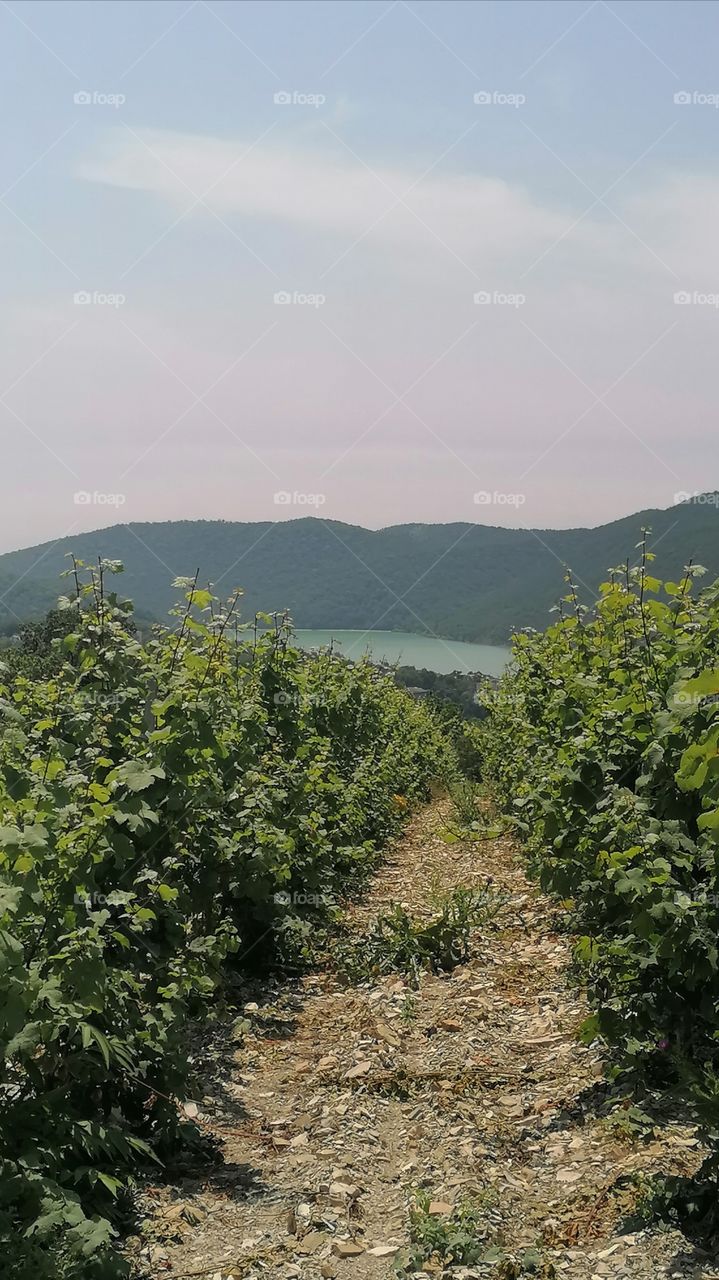 Abrau Durso is a place where grapes of various varieties are grown on endless fields, in order to later make wonderful wine and champagne from it, which have won the hearts of many connoisseurs around the world