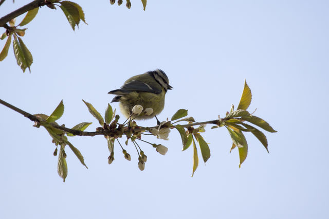 Little blue tit bird on blooming branch .
Fågel blåmes blommande trädgren  