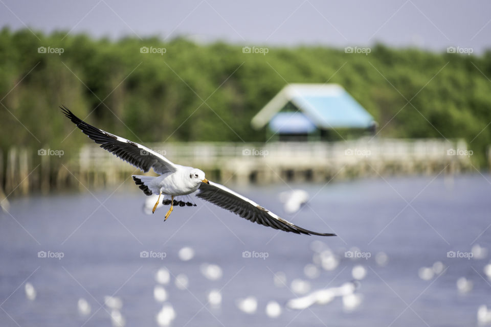 Seagull Flying on the Sky