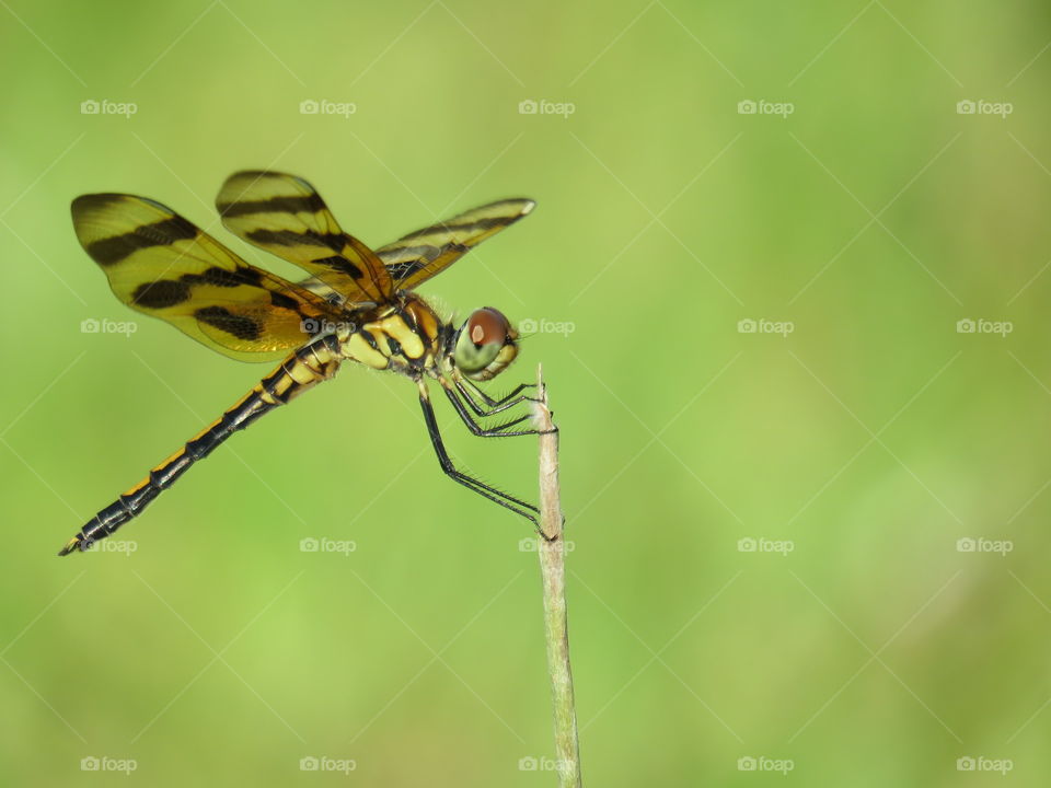 Halloween pennant dragonfly
