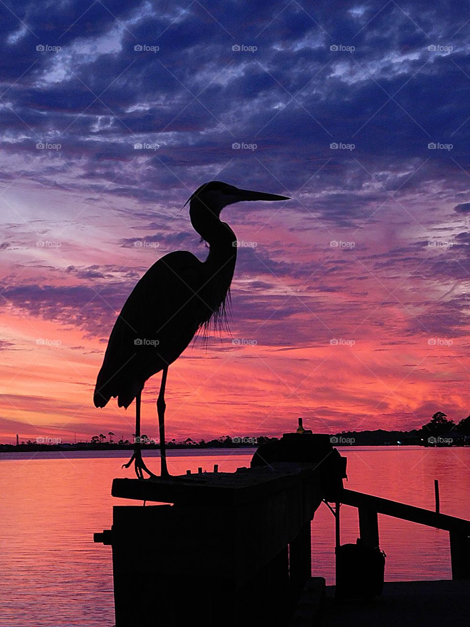 Great Blue Heron perched on the pier