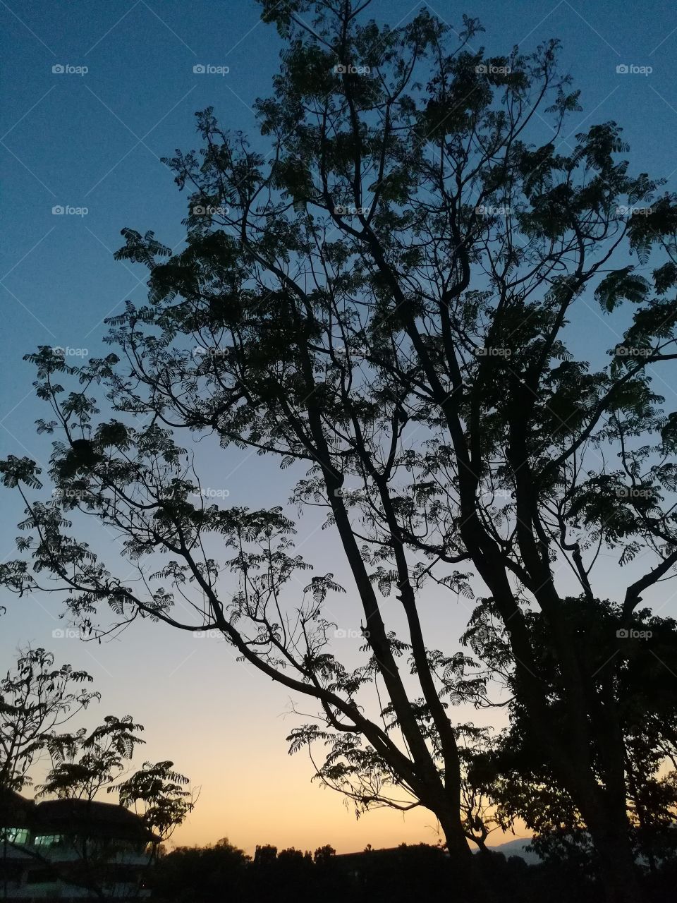 tree&sky