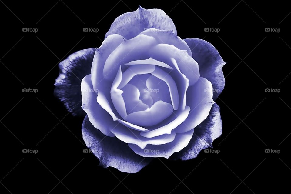 Periwinkle Rose