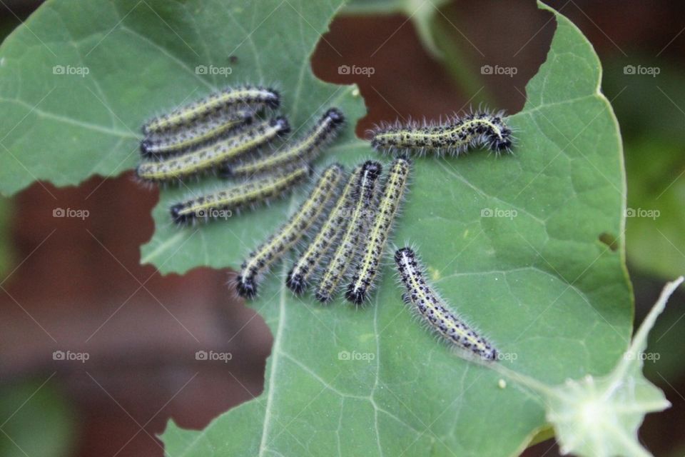 Caterpillars eating leaf