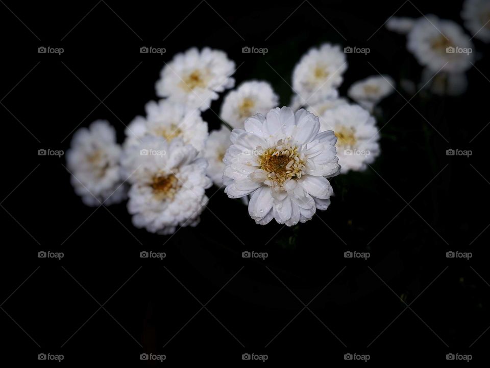 Selective focus shot of featherfew flowers in the rain.