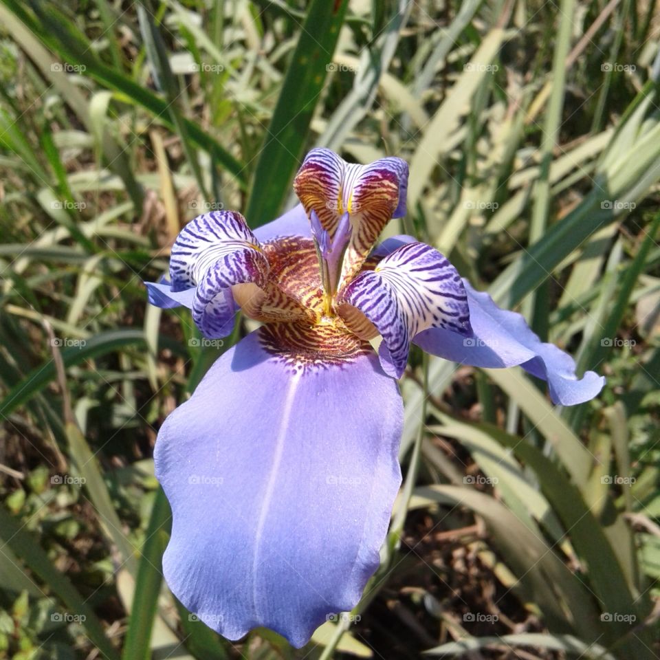 NATÜRLICHES LICHT TAGESLICHT SONNENLICHTS BLUME
