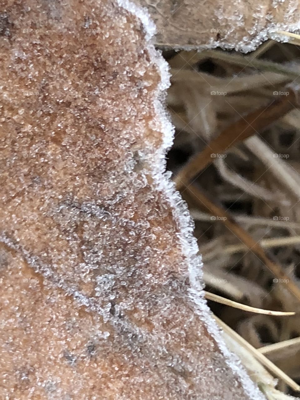 Frozen leaf