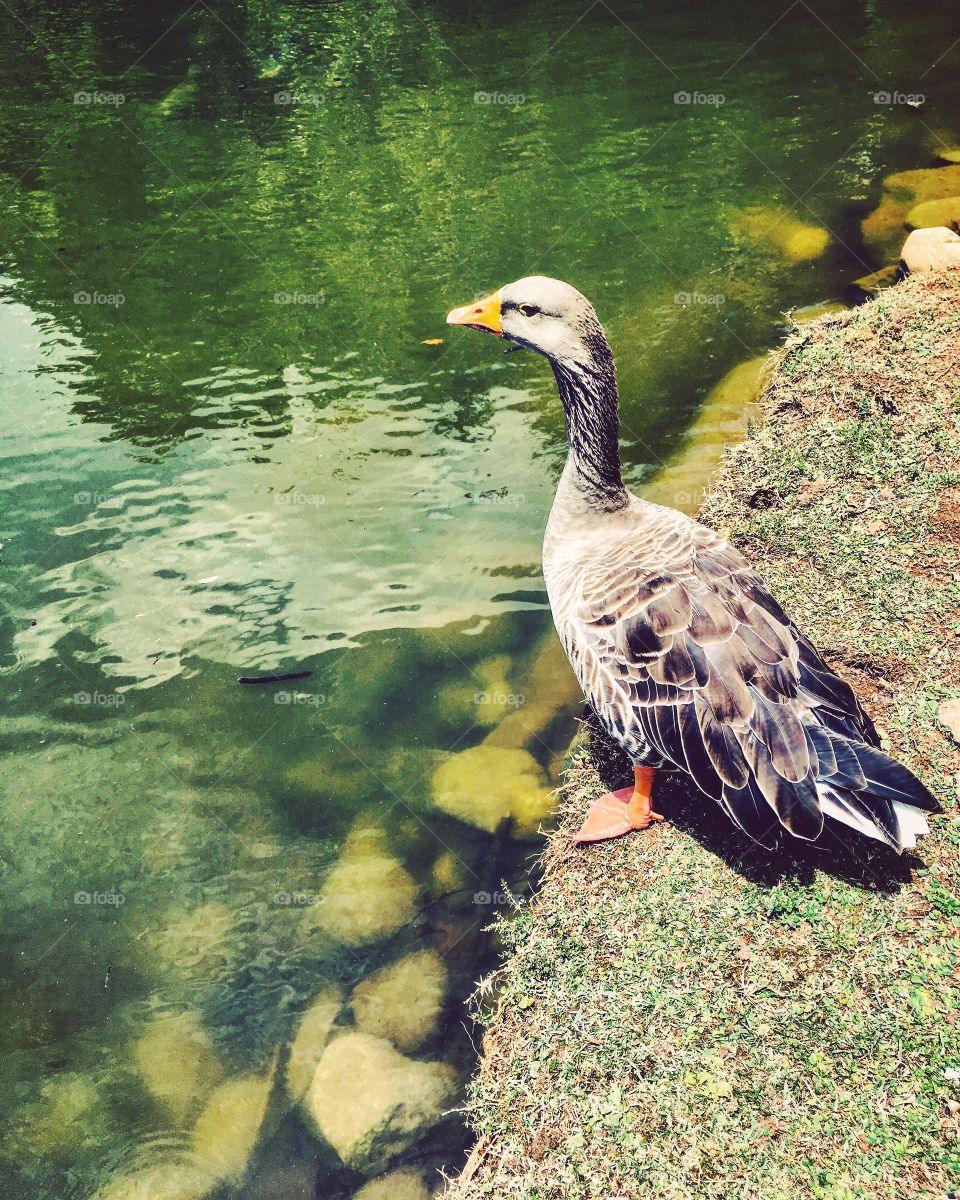 O #ganso estava contemplando o #lago. Mas, no fundo, estava pensando: “se eu mergulhar, o calor vai passar?”
Ok, sei lá o que ele meditava. Mas o click ficou legal!
🦢
#FotografiaÉnossoHobby!
#paisagem #inspiração #photography #Jundiaí