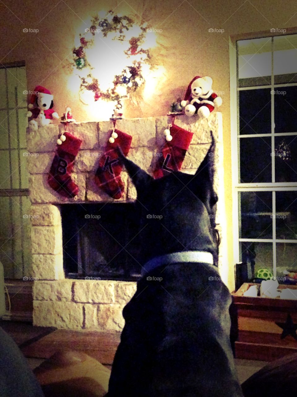Jasper, my Great Dane, looking at the lights.
