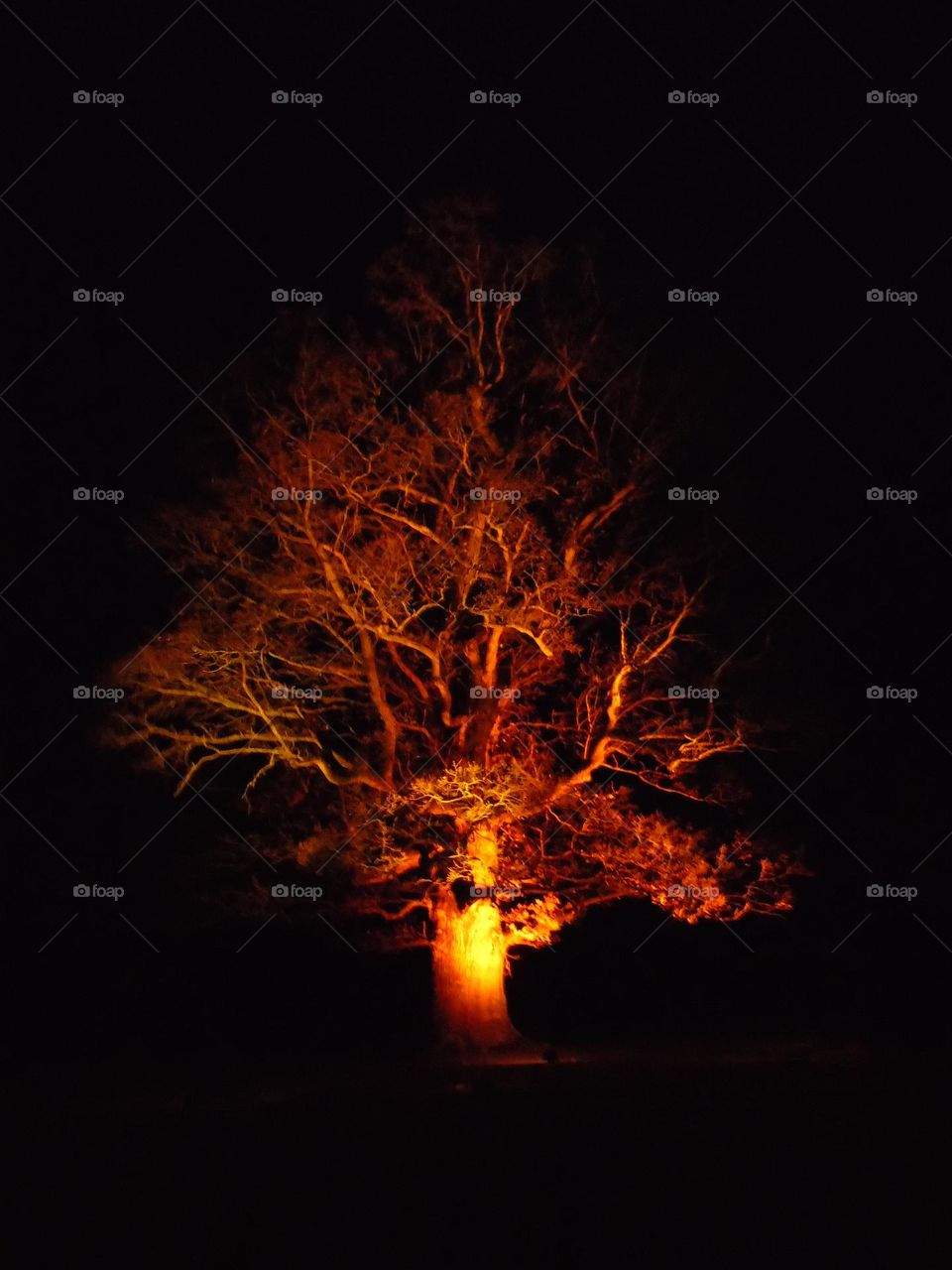 Beautiful, enlightened tree, orange branches