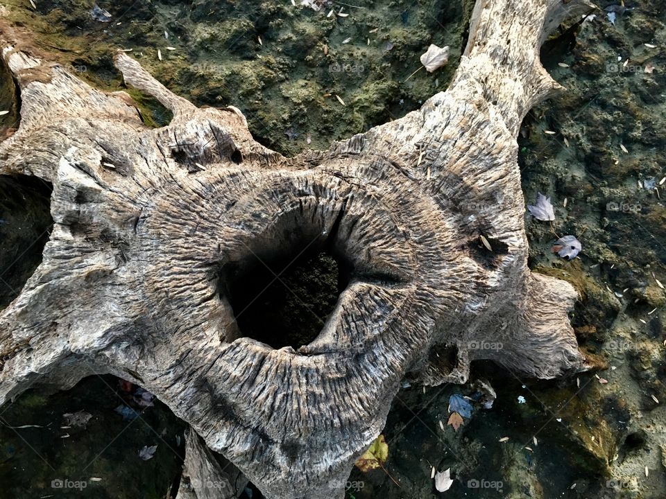 Old stump at Lake Benson Park