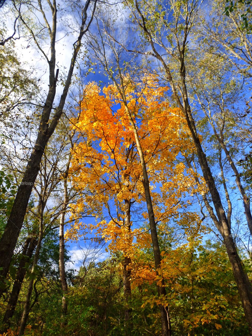 Low angle view of autumn trees